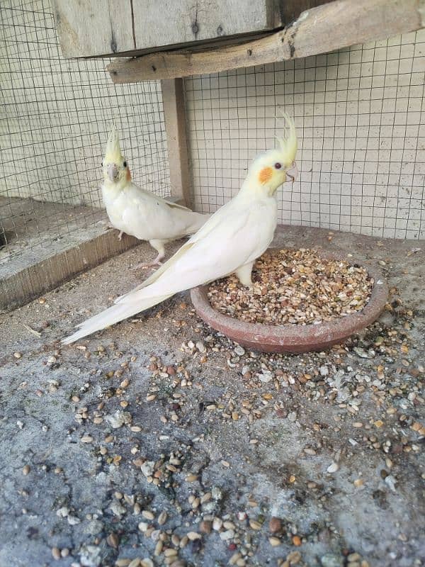 cocktail common white red eyes pair 3