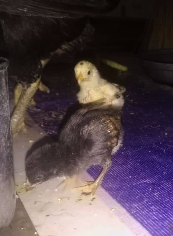 Aseel Chicks with Thai hen for sale 03089179667 0