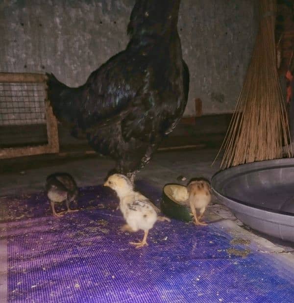 Aseel Chicks with Thai hen for sale 03089179667 1