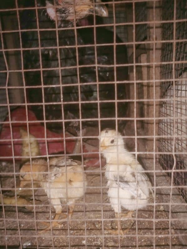 Aseel Chicks with Thai hen for sale 03089179667 2