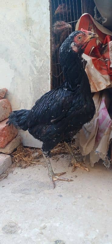 Aseel Chicks with Thai hen for sale 03089179667 4