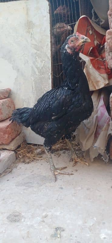 Aseel Chicks with Thai hen for sale 03089179667 5