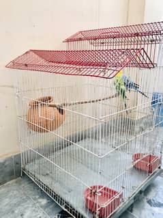 lovebird