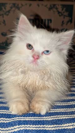 persian odd eyes