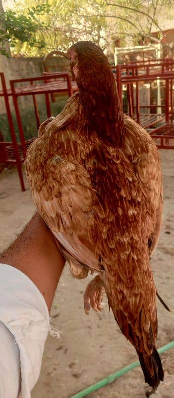 aseel murgi for sale 5