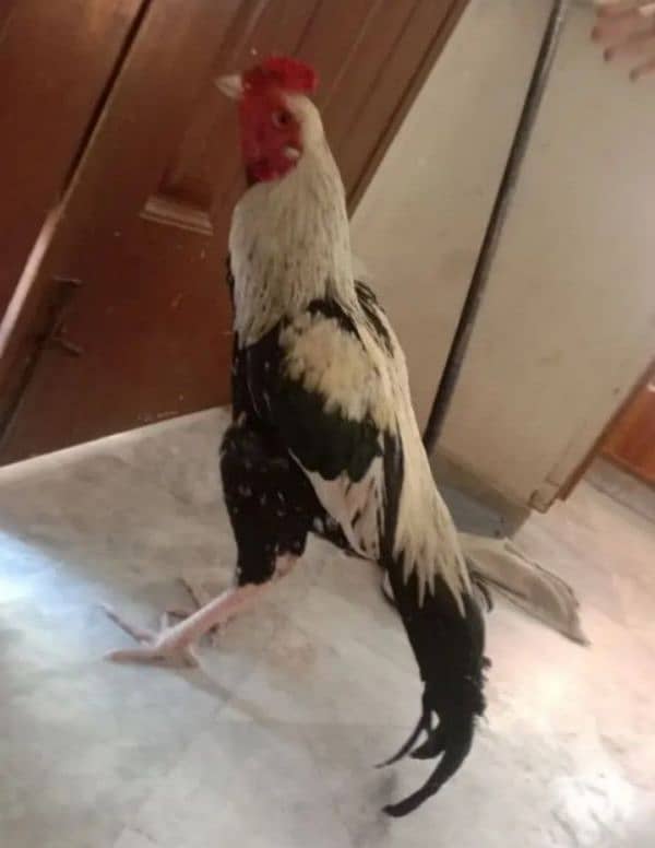 Aseel Murga 3