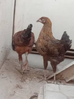 urgent sale mashallha se active pair hai