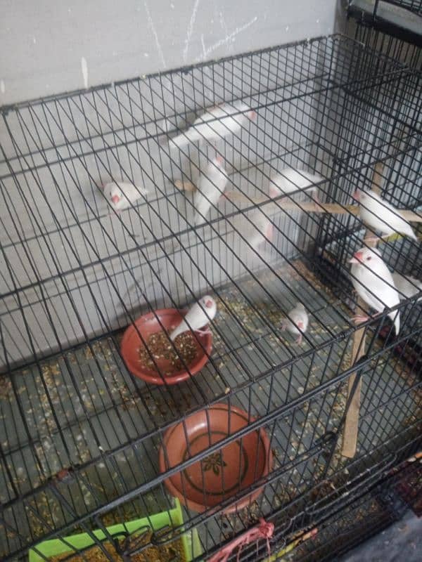 white jawa breeder pair 0