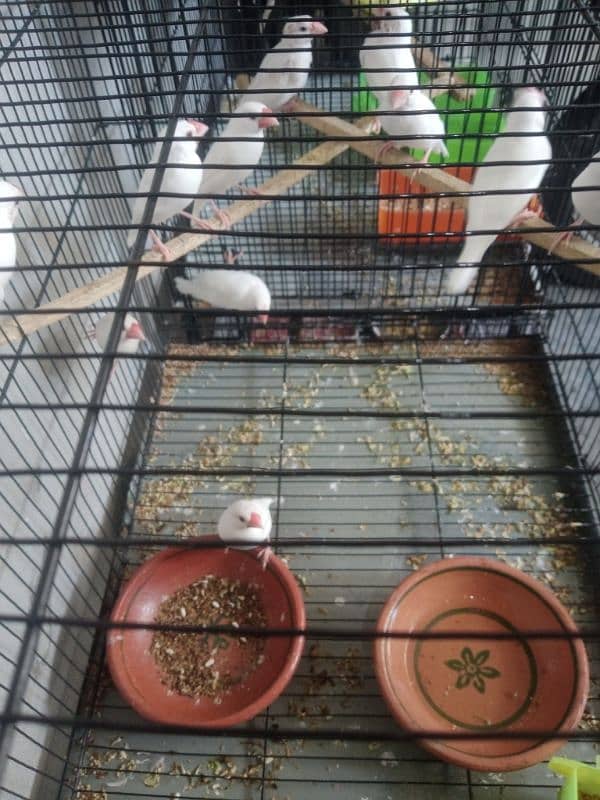 white jawa breeder pair 1