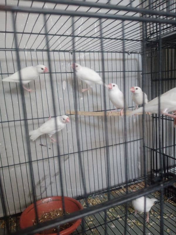 white jawa breeder pair 2