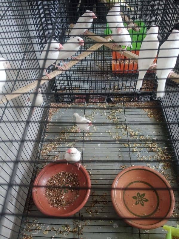 white jawa breeder pair 3