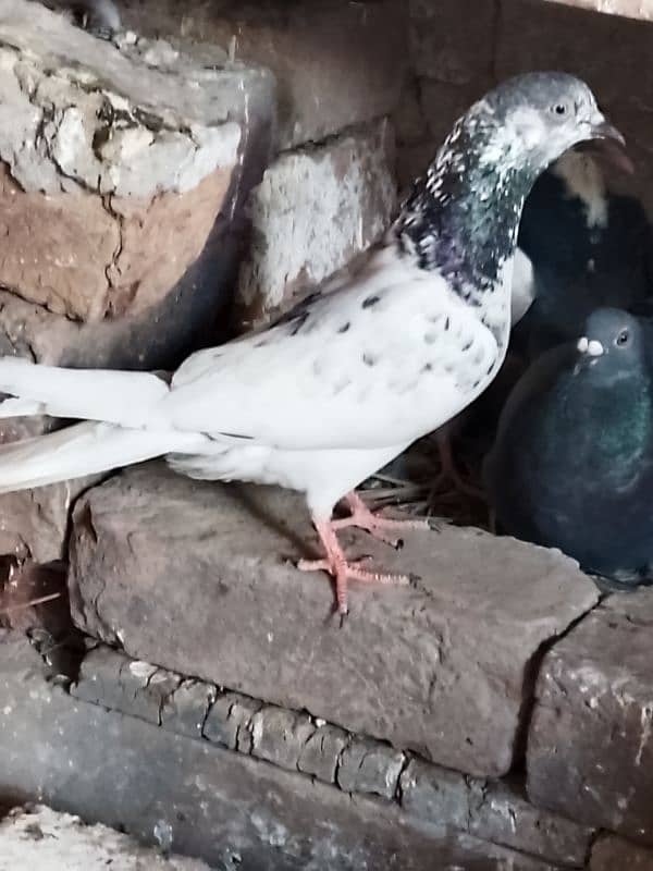 pure aseel pair 3