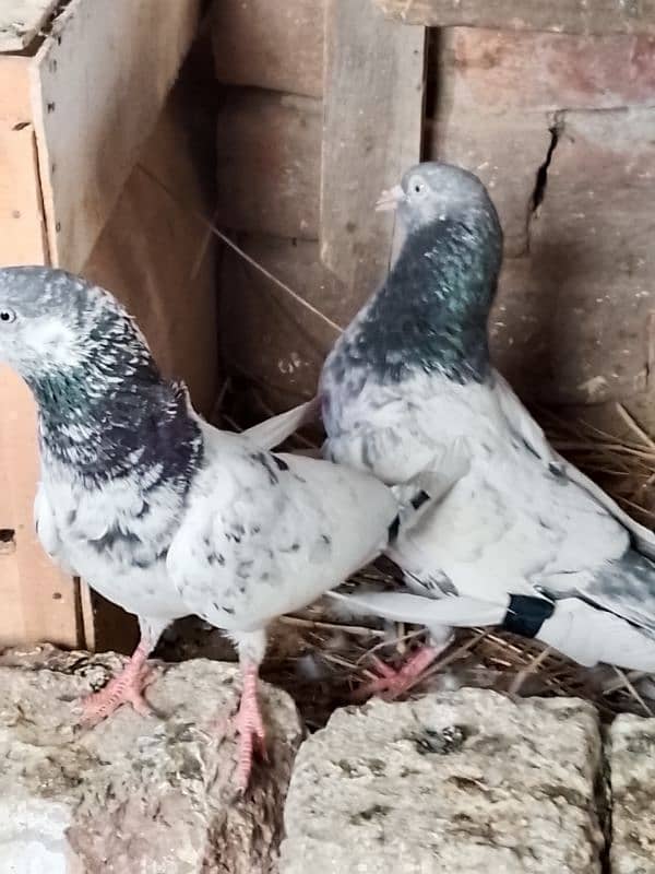 pure aseel pair 5