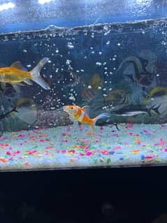 aquarium