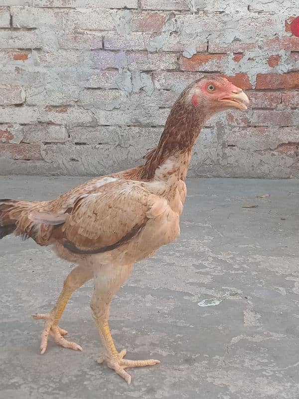 Aseel pakistani | shamo cross | breeder hens | aseel chicks 0
