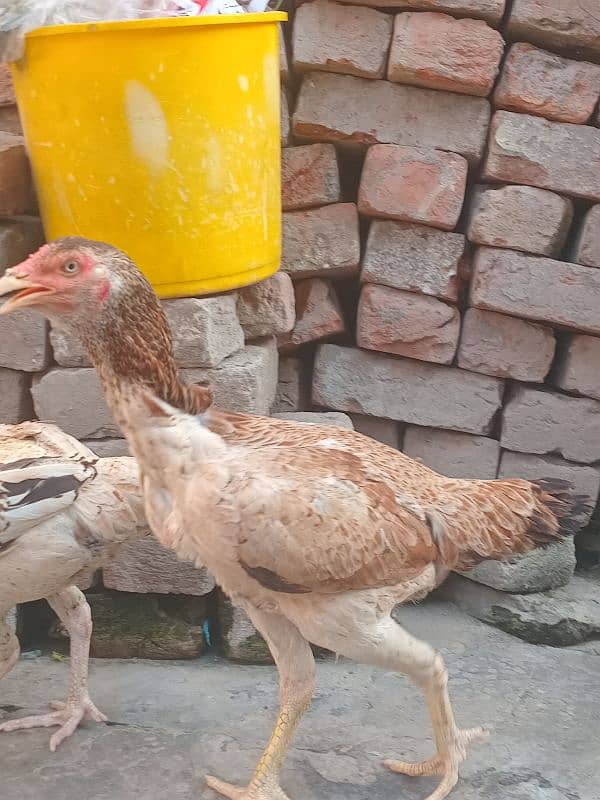 Aseel pakistani | shamo cross | breeder hens | aseel chicks 1