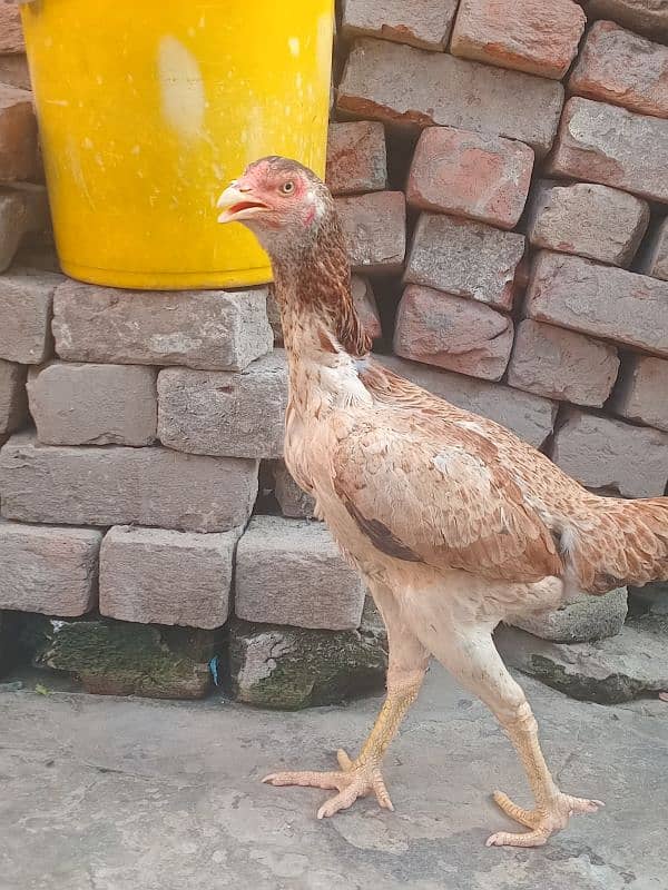 Aseel pakistani | shamo cross | breeder hens | aseel chicks 3