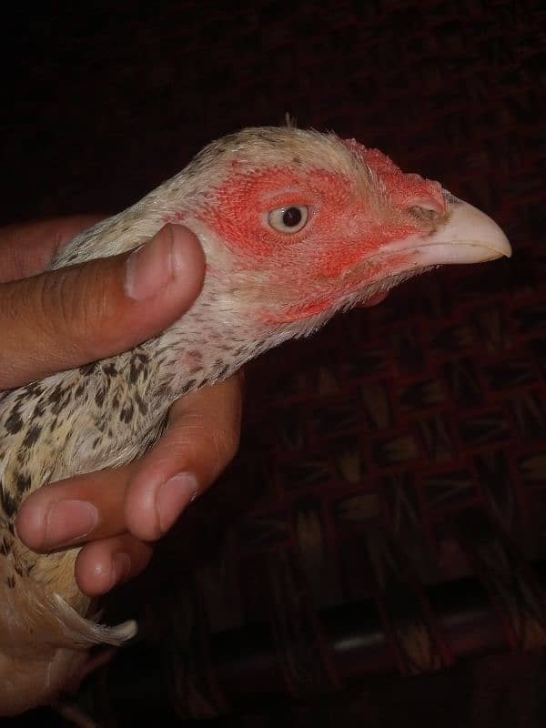 Aseel pakistani | shamo cross | breeder hens | aseel chicks 5