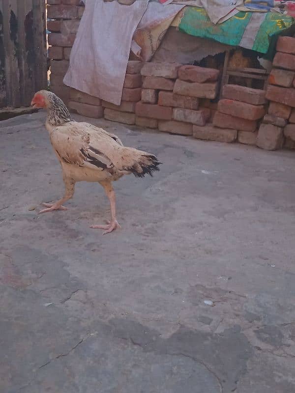 Aseel pakistani | shamo cross | breeder hens | aseel chicks 7