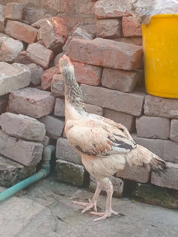 Aseel pakistani | shamo cross | breeder hens | aseel chicks 8
