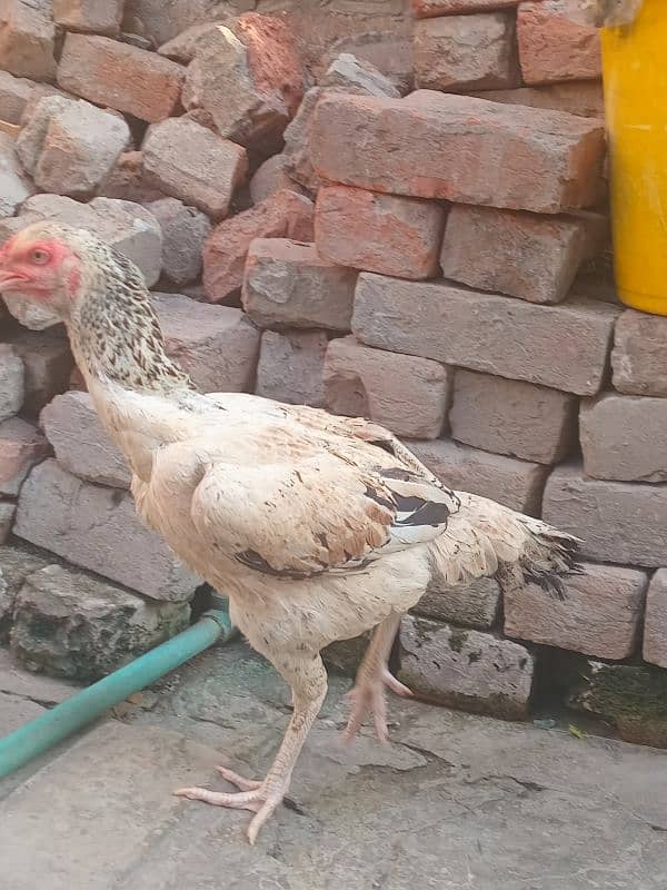 Aseel pakistani | shamo cross | breeder hens | aseel chicks 9