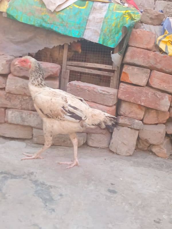 Aseel pakistani | shamo cross | breeder hens | aseel chicks 10