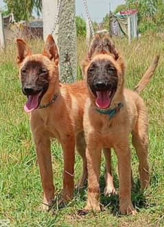 Alsatian Biryani pair full security guard dog Age 2 month for sale