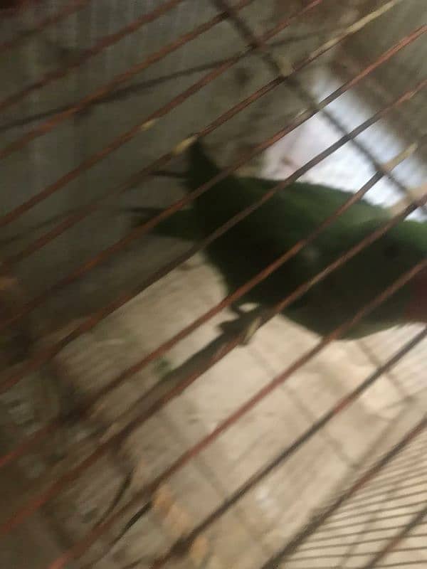 parrots baby's 0