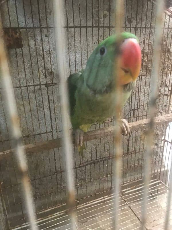 parrots baby's 1