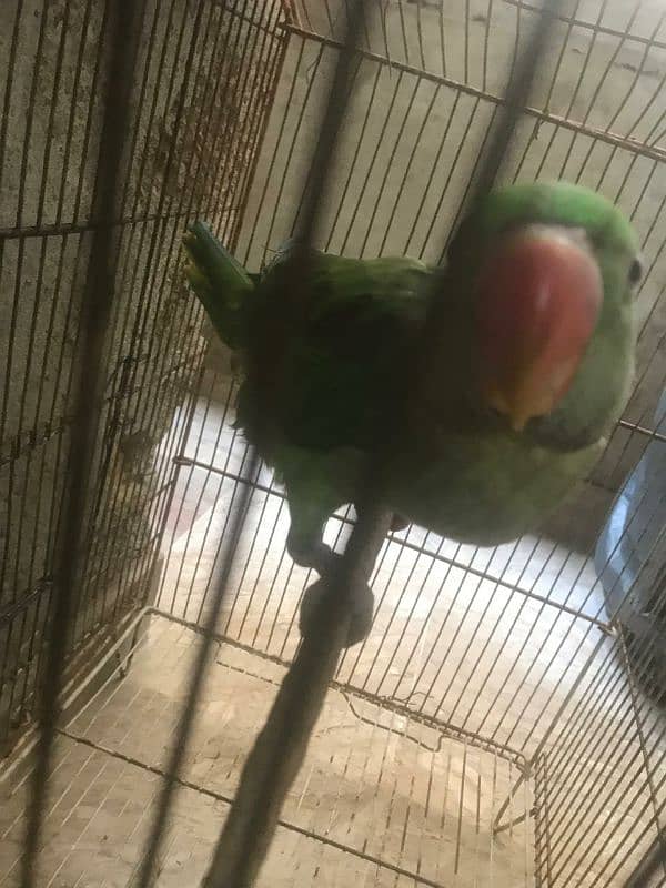 parrots baby's 2