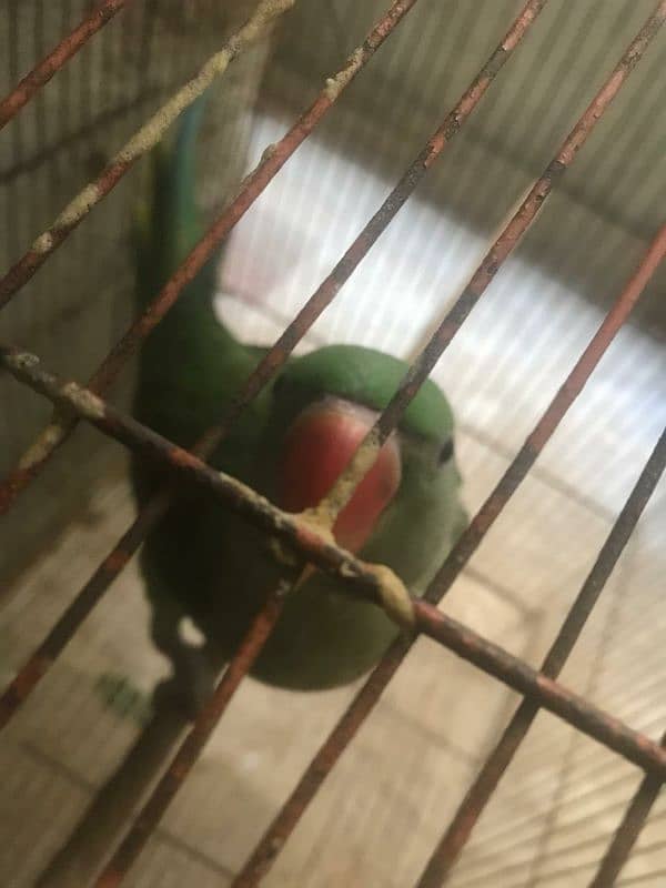 parrots baby's 3