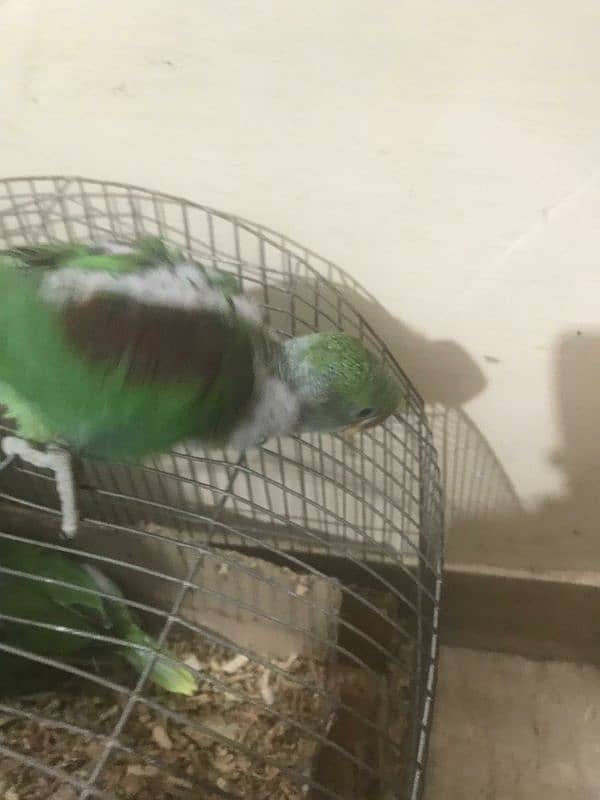 parrots baby's 5