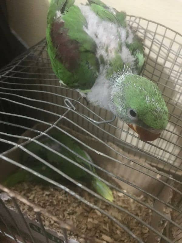 parrots baby's 6