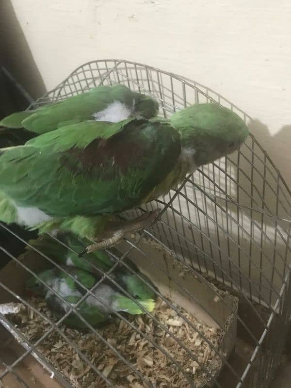 parrots baby's 8