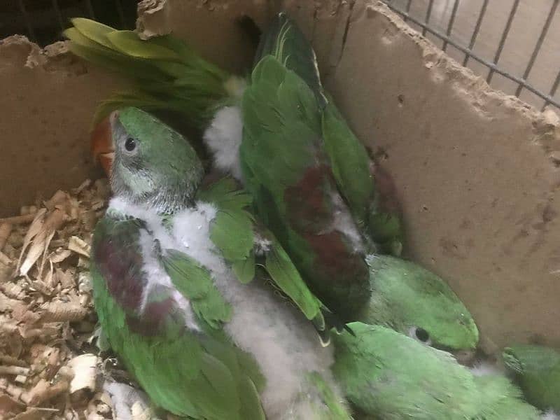 parrots baby's 10