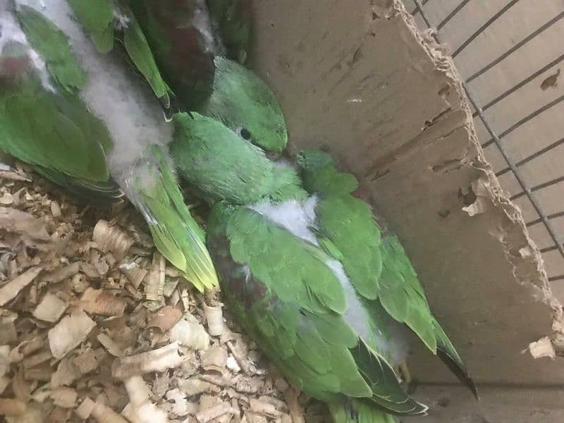 parrots baby's 11