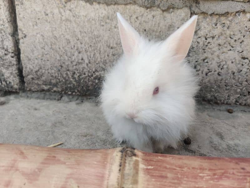 angora rabit for sale 0