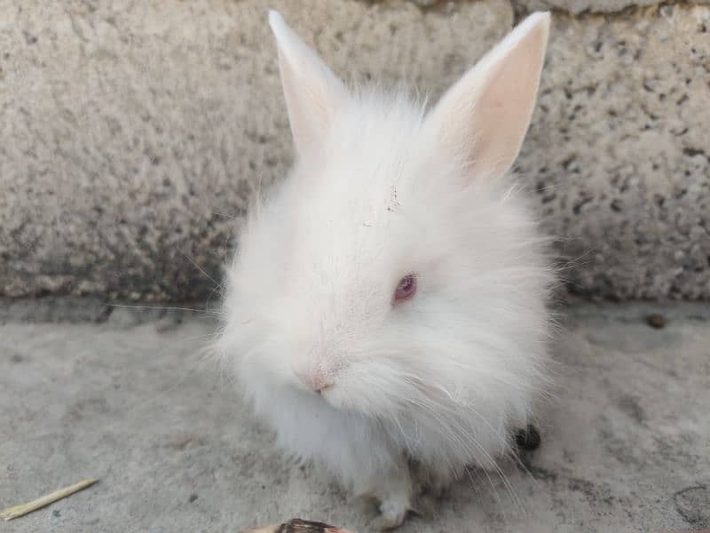 angora rabit for sale 1