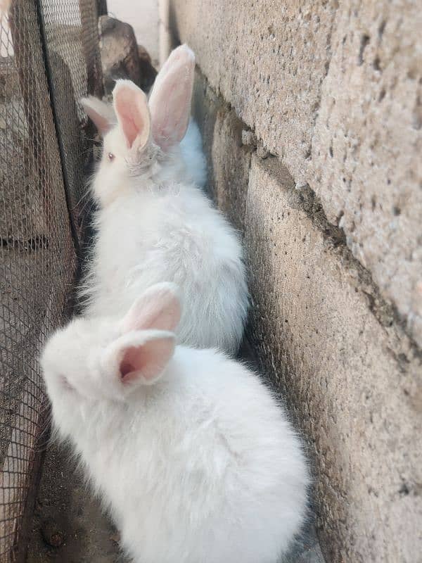 angora rabit for sale 2