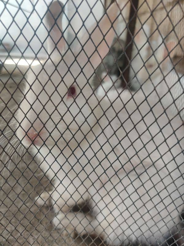angora rabit for sale 3