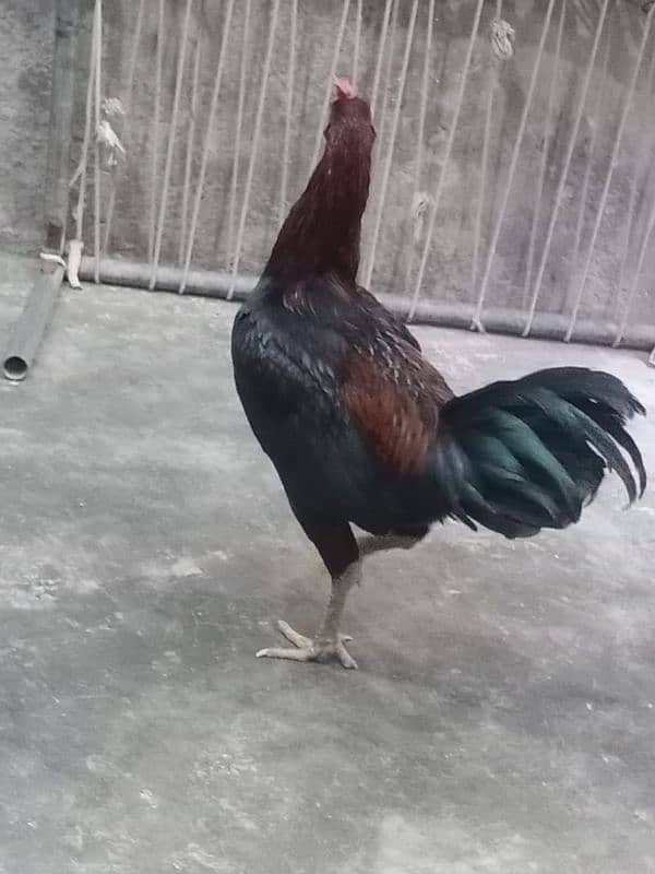 GOJRA TOBA TEK SINGH HAMZA CITY 1
