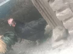Australorp