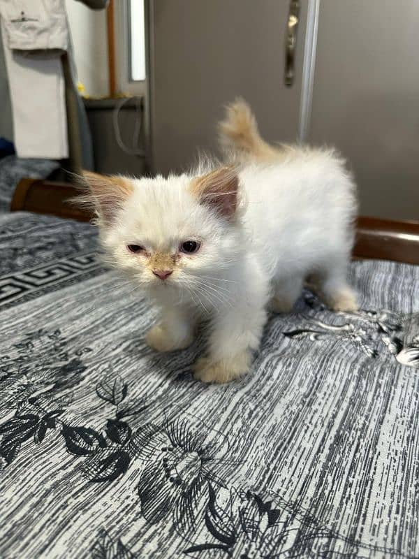 Persian cats triple cottage 0