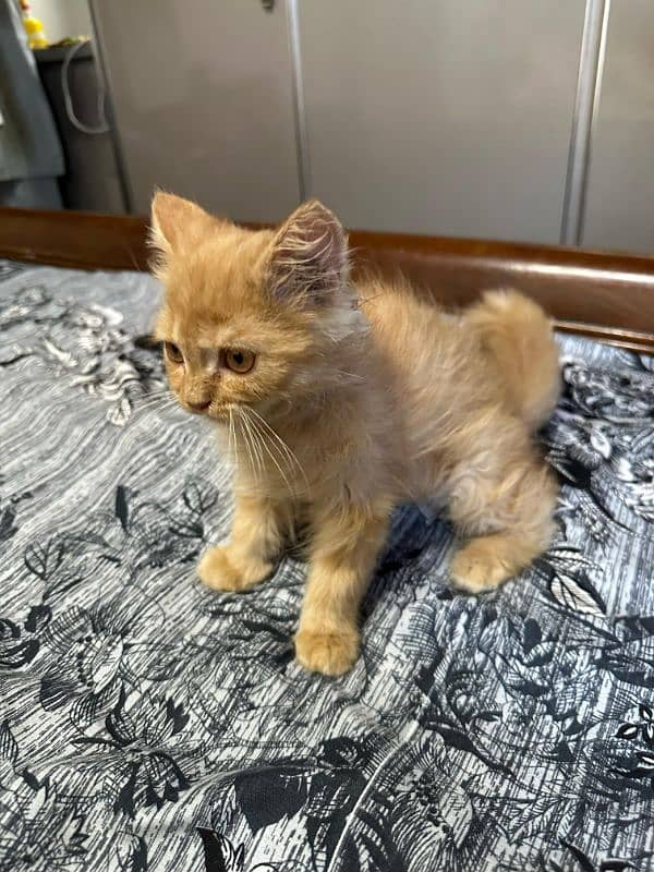 Persian cats triple cottage 1