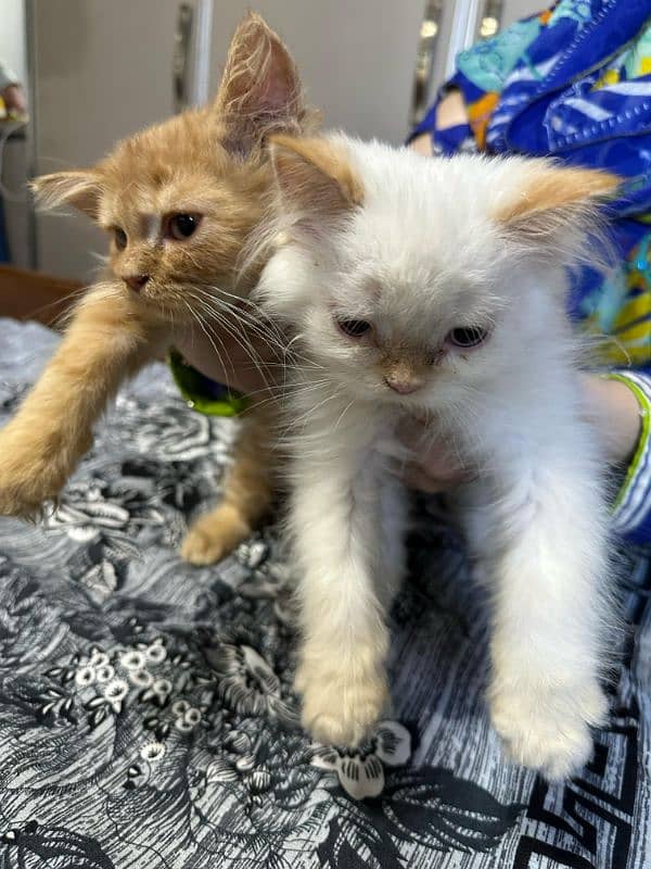 Persian cats triple cottage 3