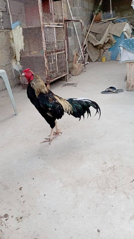 Urgent sale 0