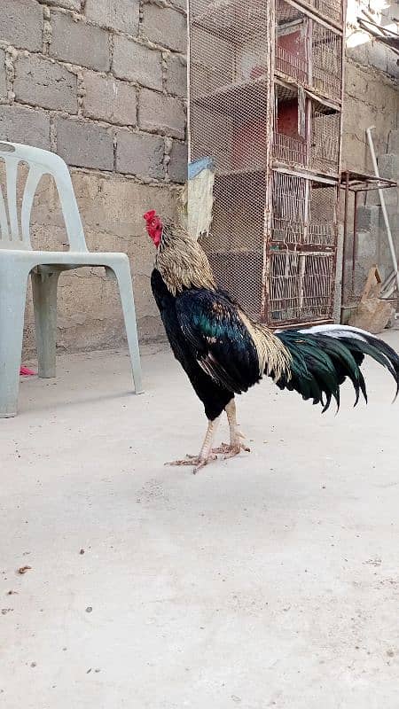Urgent sale 3