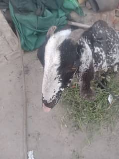I am sale my goat