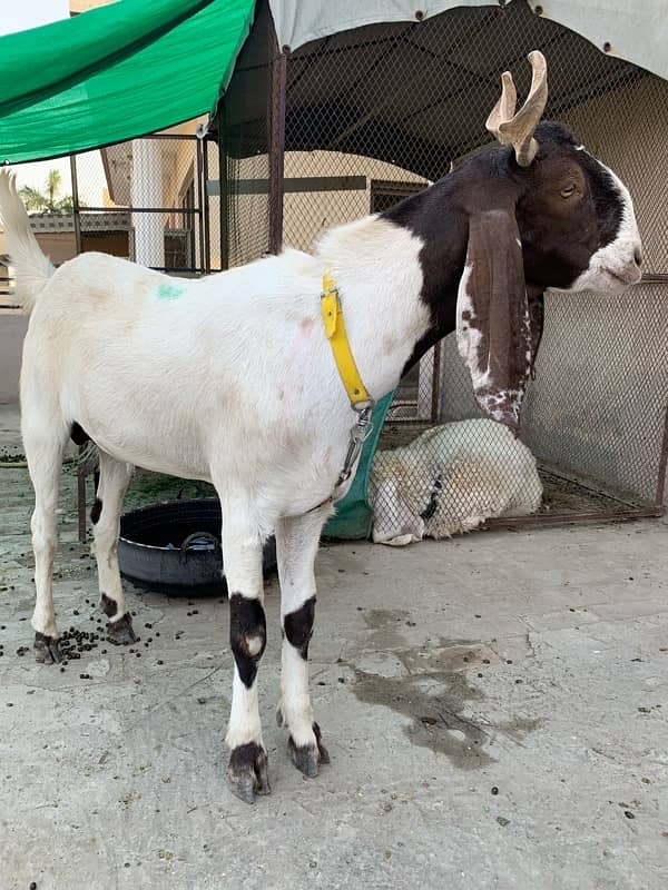 Desi bakra / Goat 0
