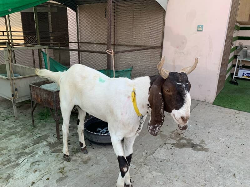 Desi bakra / Goat 1